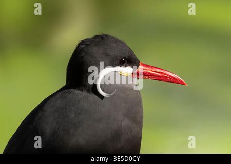 ; Inca Tern; Stock Photo