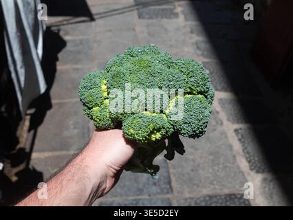 A fresh and healthy broccoli is ready to eat. Stock Photo