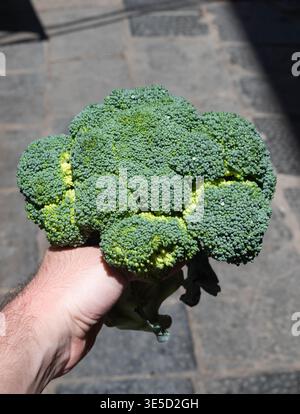 Healthy food. Broccoli florets display rich green colors and intricate ...