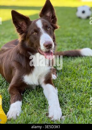 Happy Brown and White Border Collie Puppy Resting on Grass Stock Photo