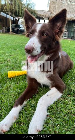 Happy Brown and White Border Collie Puppy Resting on Grass Stock Photo