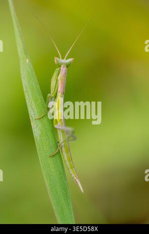 Close-up of a praying mantis perched on a green leaf, showcasing its intricate details in bright spring foliage. Captured in vibrant colors, ideal for Stock Photo