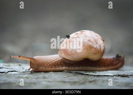 Macro Close-Up of Snail Crawling on Stone Surface. Detailed macro photograph of a land snail slowly moving across a rough stone surface. Stock Photo