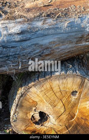 Close-up view of a weathered tree log cross section with visible growth rings, cracked wood grain and rough bark texture, conveying age, natural patte Stock Photo