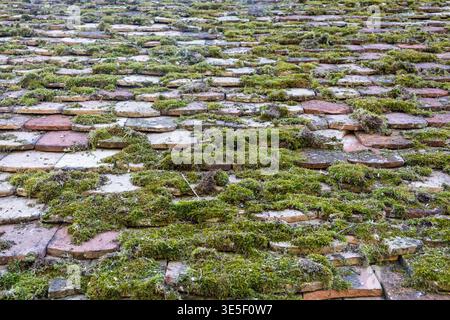 Overgrown brick roof covered in green moss and climbing ivy on weathered tiles, evoking rustic charm and nature reclaiming architecture with peaceful Stock Photo