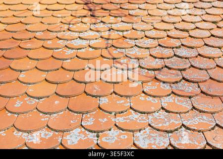 Close-up view of weathered terracotta roof tiles showing overlapping round shingles with patches of moss and pale lichen, conveying age, texture and r Stock Photo