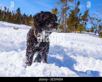 A cockapoo dog with curly fur stands in deep, powdery snow on a sunny winter day. The dog has snow on its face and chest after playing outdoors. Sceni Stock Photo