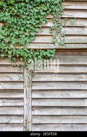Weathered wooden siding with green climbing ivy and patches of moss, creating a rustic, textured backdrop. Horizontal planks and vertical supports con Stock Photo
