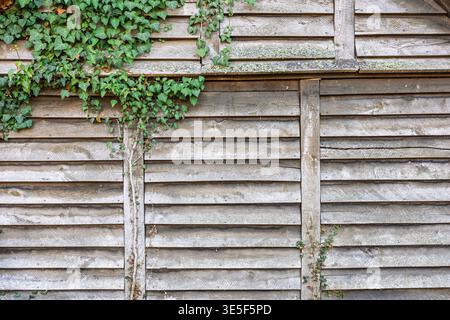 Weathered wooden siding with green climbing ivy and patches of moss, creating a rustic, textured backdrop. Horizontal planks and vertical supports con Stock Photo