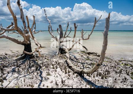 Skeletal remains of dead mangrove trees stand on a sun-bleached beach under a cloudy sky, illustrating the effects of climate change and erosion in Za Stock Photo