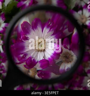 Purple and white daisy flower seen through a magnifying glass, creating a dreamy macro perspective with soft bokeh and vibrant floral background. Stock Photo