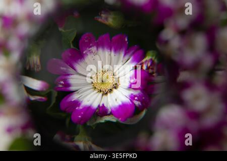 Purple and white daisy flower seen through a magnifying glass, creating a dreamy macro perspective with soft bokeh and vibrant floral background. Stock Photo