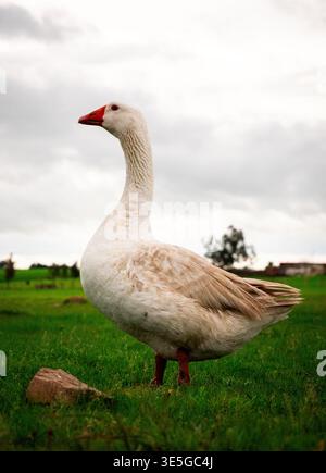 White domestic goose standing on green grass field with cloudy sky background, rural Morocco countryside Stock Photo