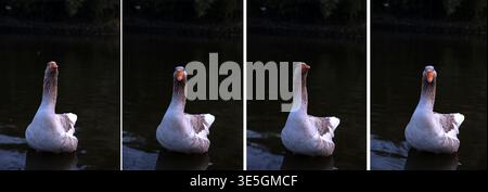 Sequence of a brown and white goose looking around on water Stock Photo