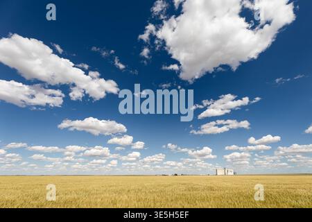 Scenic landscape with blue sky and cumulus clouds over a wheat field in Kansas Stock Photo