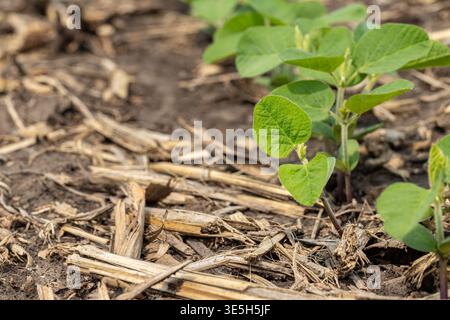 Soybeans growing in field after planting. Agriculture, soybean farming and growth stages concept. Stock Photo