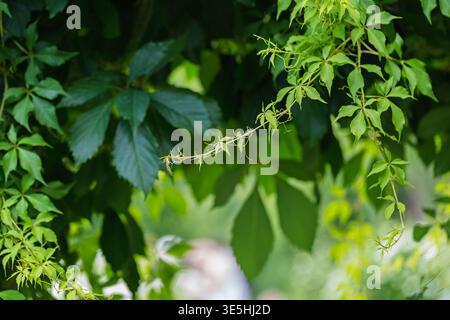 Climbing Virginia Creeper on Garden Wall Stock Photo