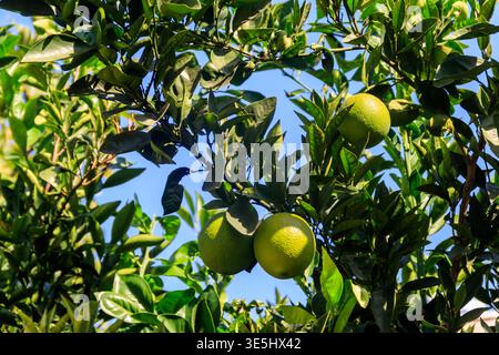 Unripe tangerines hanging on tree branches in the garden Stock Photo
