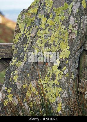 prolific yellow and white Lichen growth on ancient slate stone gate-post in the hills of Cumbria, England,UK creating intricate abstract patterns Stock Photo