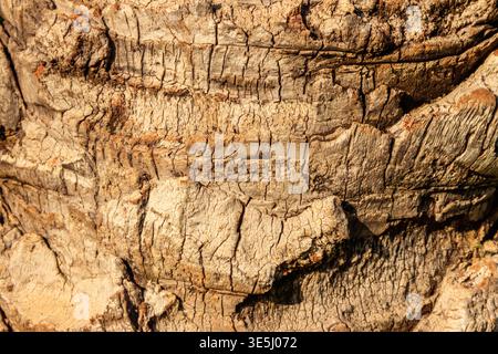 Palm tree bark texture for background Stock Photo