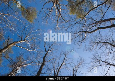 A wide horizontal perspective looking through winter branches into the sky, featuring soft lens flares and natural forest textures. Stock Photo