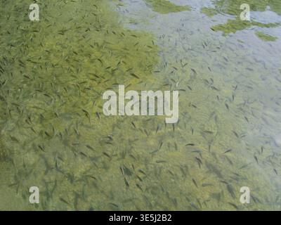 A high-angle shot shows hundreds of tiny grey fish swimming over a rocky and sandy bottom in clear, shallow water; ripples on the water's surface crea Stock Photo