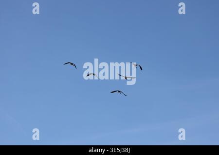 flight of five Canada geese high overhead in morning sunshine in clear deep blue sky Stock Photo