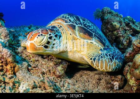 Large marine turtle resting among corals on a tropical reef in clear blue water Stock Photo