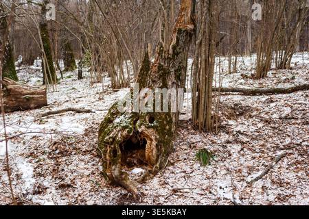 Gnarly old tree stump with a cavernous opening resembling a monstrous maw in a sparse winter woodland scene Stock Photo
