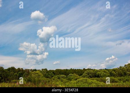Vast blue sky adorned with wispy cirrus clouds and fluffy cumulus formations, over a lush green forest canopy stretching to the horizon Stock Photo