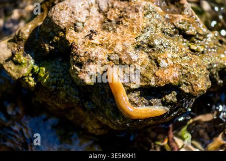 A tawny gastropod glides across a damp, mossy stone, its soft body leaving a shimmering trail. Tiny ants scurry nearby on the wet surface, illuminated Stock Photo