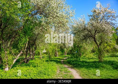 Blooming apple trees line a tranquil dirt path through a vibrant spring orchard under clear skies. Verdant foliage and white blossoms create a serene Stock Photo