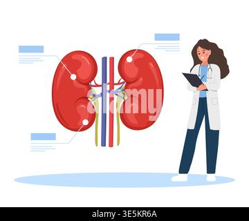 Nephrologist concept. Kidney disease and internal organ health. Human anatomy and treatment in a flat style. Healthy renal system or chronic illness Stock Vector