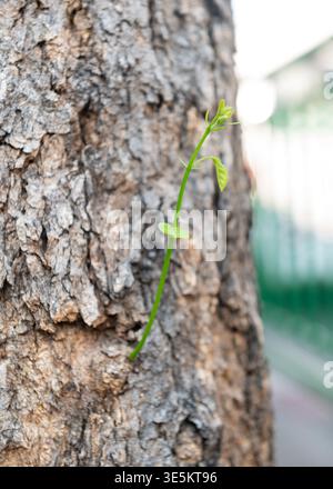 Young green sprout growing from old tree trunk bark Stock Photo