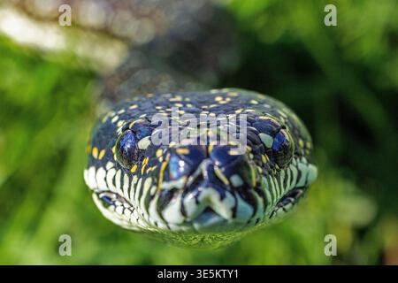 Close up of an Australian Diamond Python Stock Photo