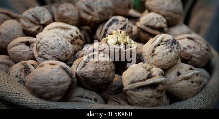 Close-up of fresh walnuts in burlap sack with one cracked open showing kernel Stock Photo
