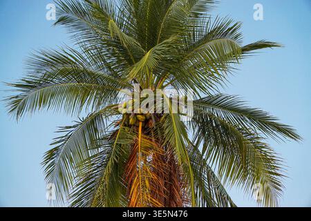 Coconut palm tree with green coconuts growing against clear blue sky viewed from below in a tropical outdoor setting. Stock Photo
