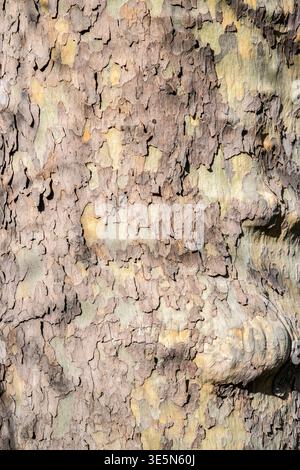 Close up of plane tree bark with peeling layers and natural patterns, organic texture background for design projects Stock Photo