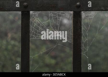 Cobwebs with dewdrops on a wrought iron gate Stock Photo