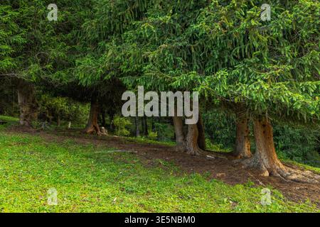 Serene coniferous forest floor covered with lush grass and pine needles. Dense evergreen trees create a peaceful atmosphere in bright daylight. Stock Photo