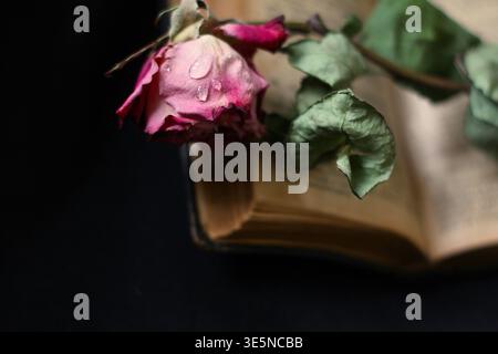 wilted pink rose lying on an open book in low light Stock Photo