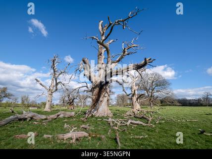 Spectacular ancient dead trees still standing in the spring sunlight, Hanbury, Worcestershire, England. Stock Photo