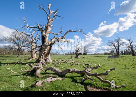 Spectacular ancient dead trees still standing in the spring sunlight, Hanbury, Worcestershire, England. Stock Photo