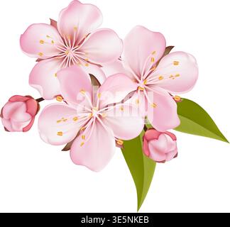 Composition Pink Sakura Blossom Branches and Petal Stock Vector