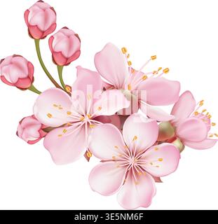 Composition Pink Sakura Blossom Branches and Petal Stock Vector
