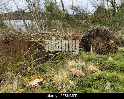 Killykeen Forest Park, CountyCavan, Ireland Fallen tree in forest after storm. Tree is uprooted by strong wind, devastating storm knocked down tree Stock Photo