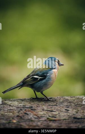 View of a vibrant blue and orange chaffinch perched confidently on a textured stone against a soft, blurred green backdrop, Azores, Azores, Portugal. Stock Photo