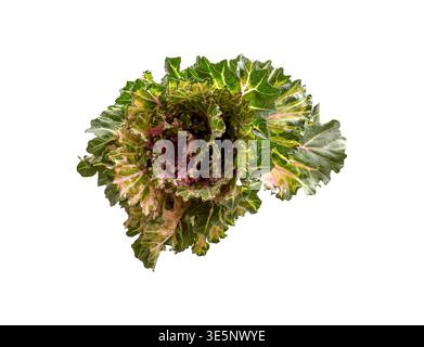 Ornamental kale rosette displays vibrant curly foliage with rich green tones. Botanical macro isolated on white background presents organic texture fo Stock Photo