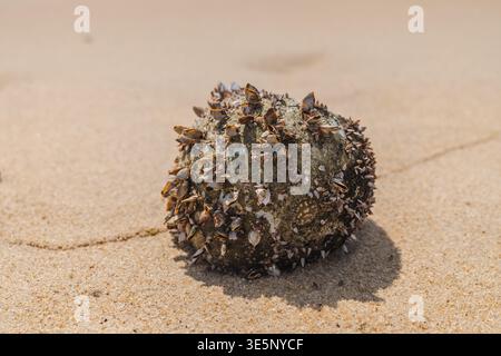 Sea barnacles and small shells covering round stone on sandy beach  Stock Photo
