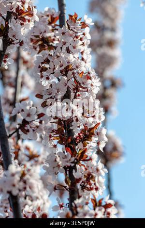 Beijing, China - April 1 2026: Close-up of beautiful blooming purple-leaf plum blossoms with reddish leaves against a clear blue spring sky. Stock Photo